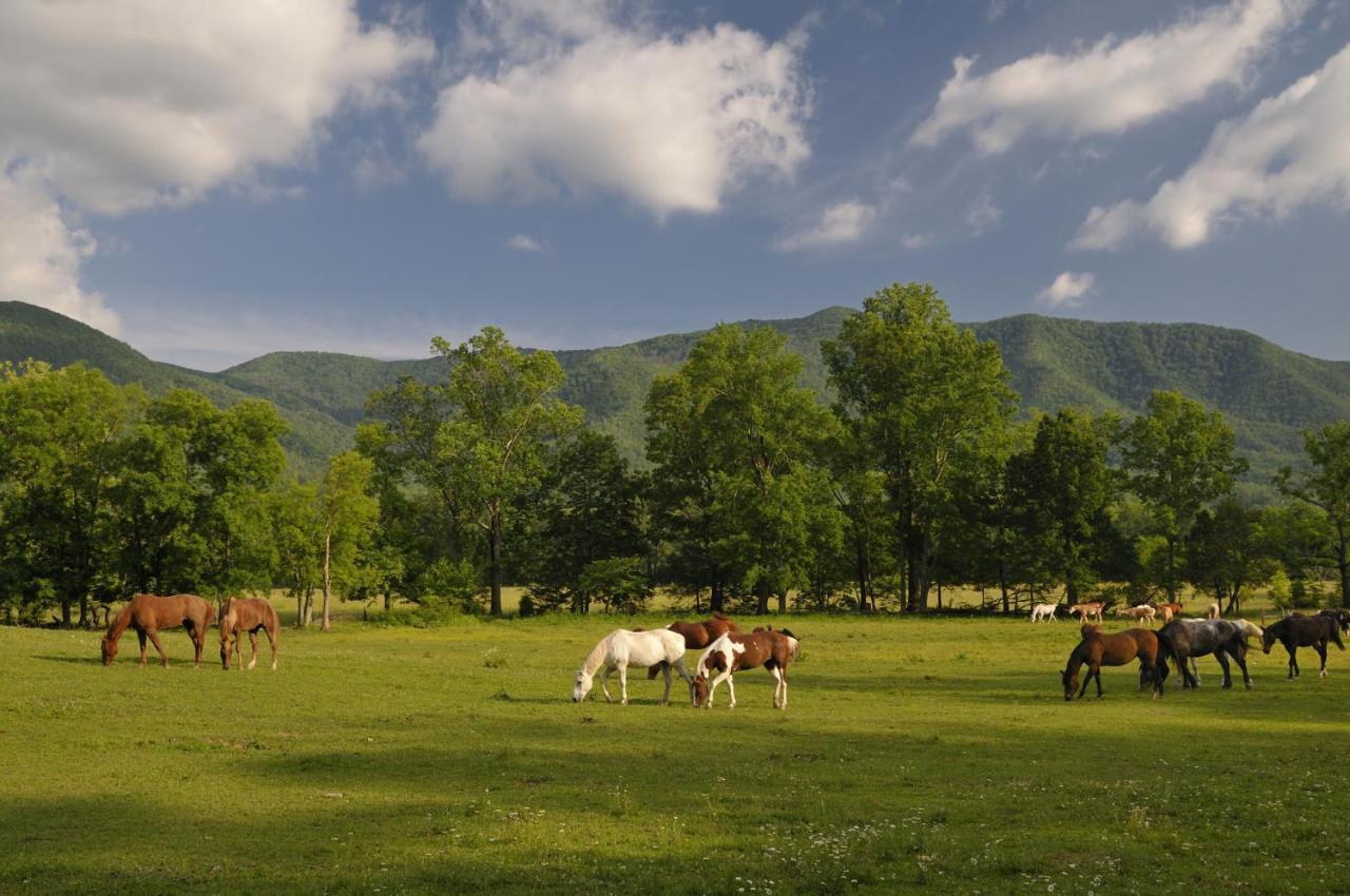 Appartamento Bear Cub Retreat Gatlinburg Esterno foto